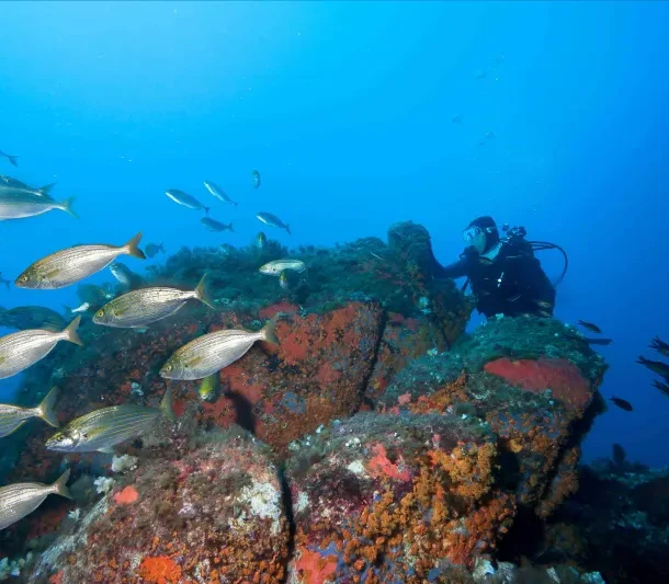 fonds marins corse