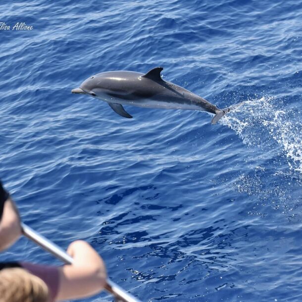 40 avvistamento 2 q7b7 z