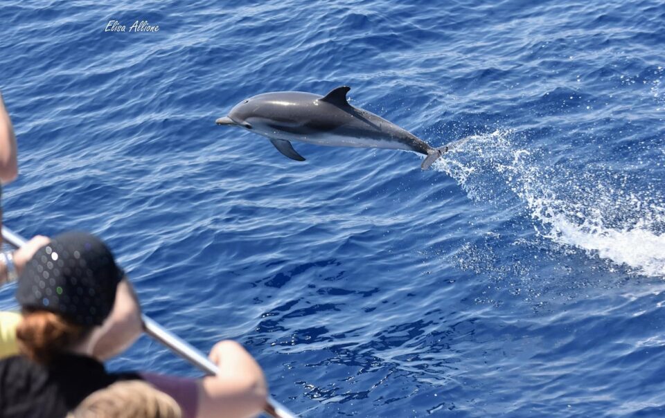 40 avvistamento 2 q7b7 z