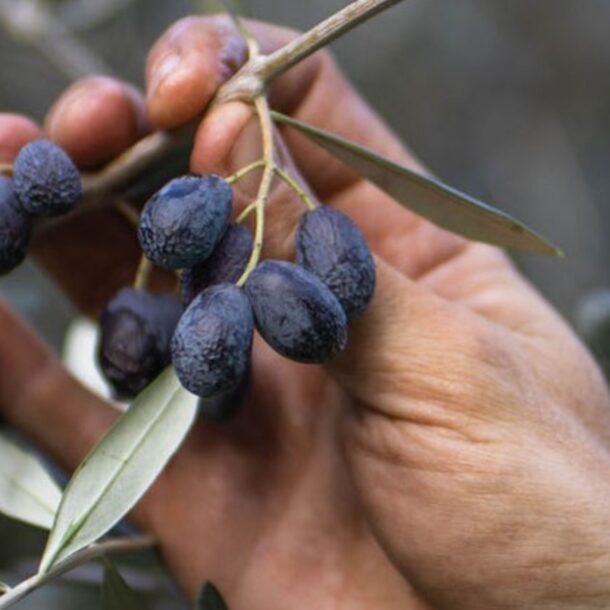STORIE DI OLIO