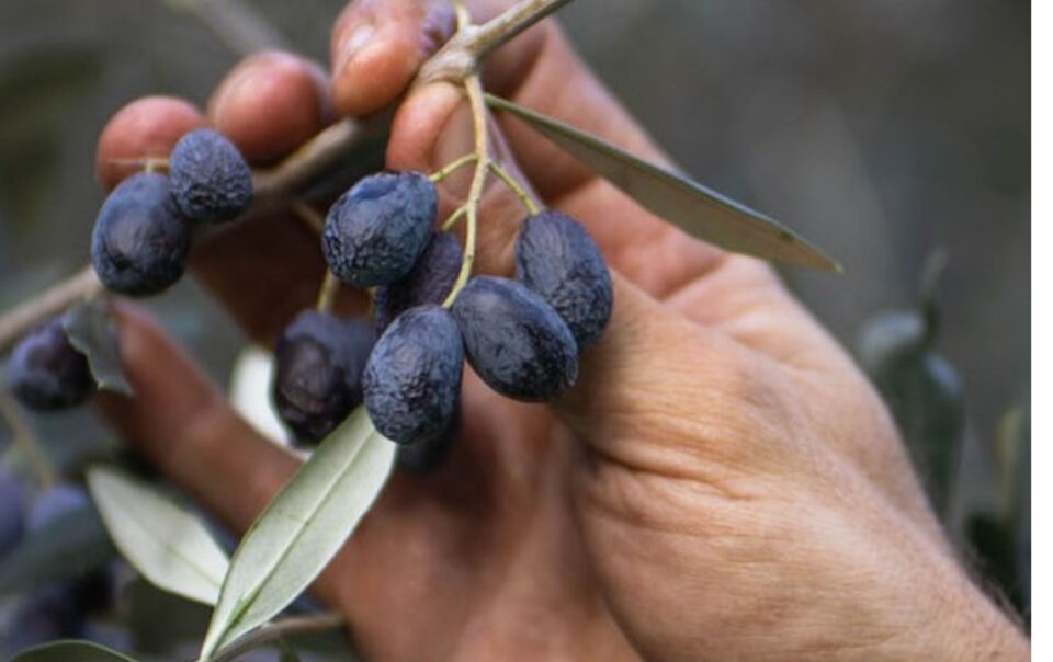 STORIE DI OLIO